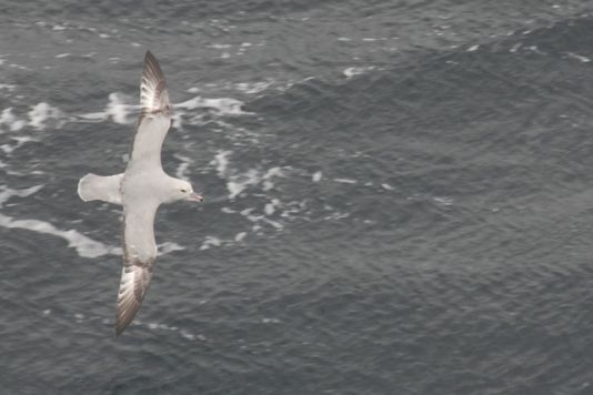 Zilveren stormvogel