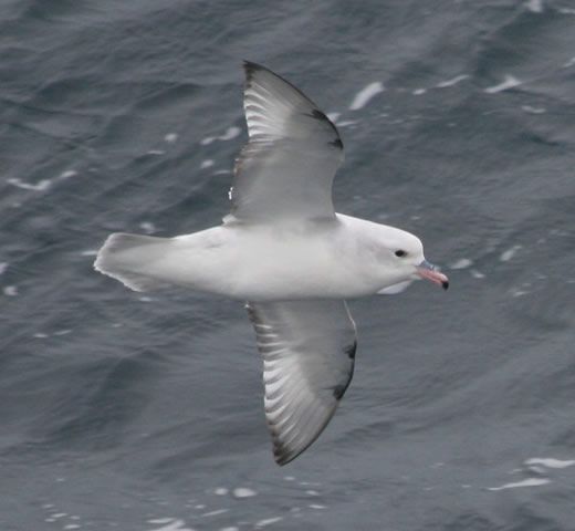 Southern Fulmar