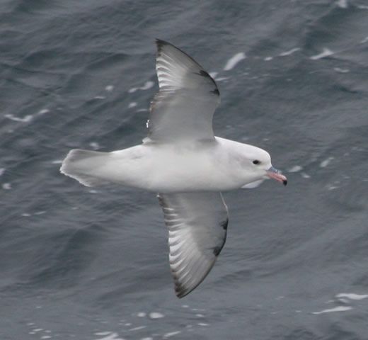 Fulmar antarctique