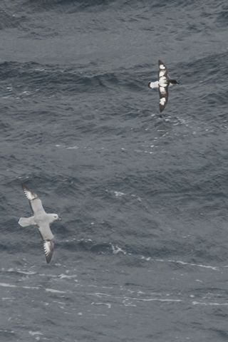 Fulmar antarctique et Damier du cap