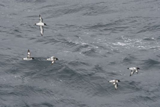 Kaapse Stormvogels