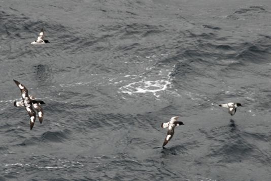 Kaapse Stormvogels