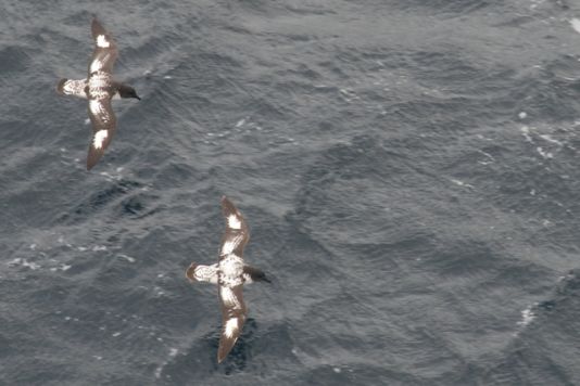 Kaapse Stormvogels