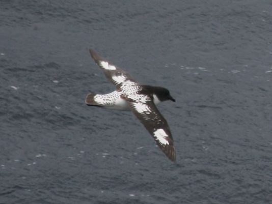 Kaapse Stormvogels