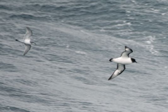 Zilveren stormvogel gevolgd door een Antarctische stormvogel