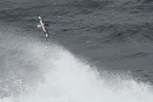 Kaapse Stormvogels