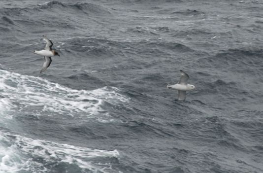Zilveren stormvogel gevolgd door een Antarctische stormvogel