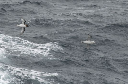 Fulmar antarctique et Pétrel antarctique