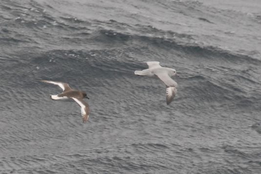 Fulmar antarctique et Pétrel antarctique