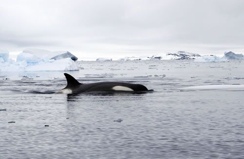 Orca: Alhoewel heel wat mensen denken dat walvissen vissen zijn, behoren zij eigenlijk tot de zoogdieren: ze ademen via longen, zijn warmbloedig, voeden hun jongen met melk geproduceerd door melkklieren en hebben haren.