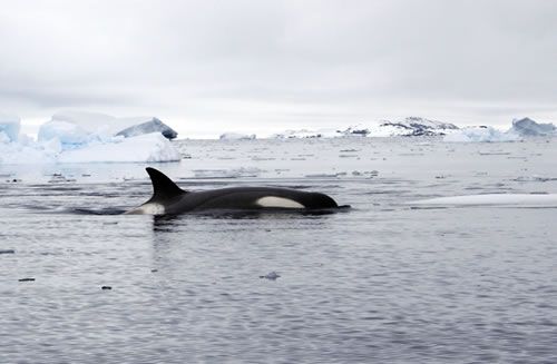 Orca: Although a lot of people think whales are fish, they are actually mammals: they breathe air into lungs, they are warm-blooded animals, they feed their young with milk produced by mammary glands, and they have hair.