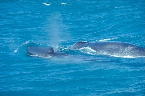 Baleine bleue. Les baleines sont parmi les plus grands animaux à avoir vécu sur Terre. La baleine bleue est le plus grand des mammifères, pouvant atteindre 30m de long et peser jusqu'à 180 tonnes.