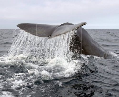 cachalot à hautes nageoires