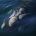 Baleines et dauphins (Cétacés)