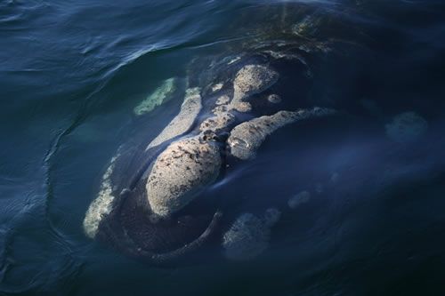 Southern Right Whale: This picture shows the head of a southern right whale, one of the fattest whale species. The 