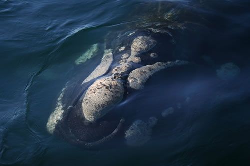 Cette photo montre la tête d'une baleine franche australe, l'une des espèces de baleine les plus grasses. Le lard est la couche de graisse située sous la peau des baleines. Il constitue une réserve d'énergie et les isole du froid.