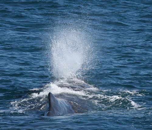 Sperm Whale: Whales and dolphins have a unique respiratory system, allowing them to stay underwater for long periods of time without having to breathe. Some whales, such as the sperm whale and various beaked whales, can stay underwater for up to two hours.