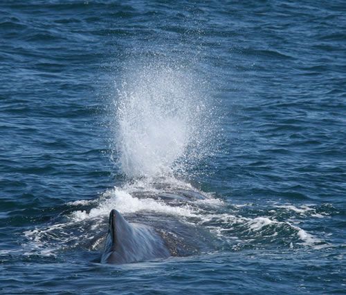 Cachalot. Les cétacés ont un système respiratoire perfectionné qui leur permet de rester sous l'eau durant de longues périodes sans avoir à respirer d'oxygène. Certaines baleines, comme le cachalot et plusieurs espèces de baleines à bec, peuvent rester sous l'eau jusqu'à deux heures d'affilée