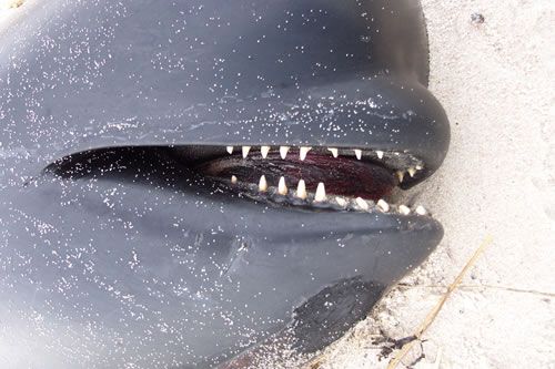 Machoire et dents d'un globicéphale échoué. Les machoires des cétacés à dents, ou 