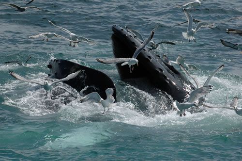 Baleine à bosse. Les baleines à fanons filtrent l'eau comme le font les flamands roses. Pour séparer le plancton de l'eau de mer, elles ferment les machoires et font remonter leur langue contre leur palais afin de chasser l'eau de leur bouche à travers leur fanons. Ceux-ci agissent comme des peignes et retiennent la nourriture à l'intérieur de leur bouche.