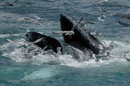 Humpback whale: Baleen whales filter their food as flamingos do. To separate plankton from sea water, they close their mouth and raise their tongue towards the palate in order to create pressure strong enough to push the water through the 'comb' of their baleen plates.