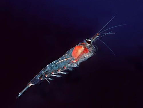 Krill: The main food source for several species of baleen whales is the krill, especially around Antarctica. Krill are shrimp-like marine invertebrate animals that constitute an important biomass of the oceans upon which many animals feed.
