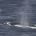 Whales and dolphins (cetaceans)