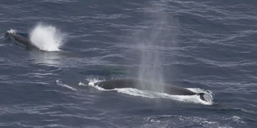 Rorqual commun. Les baleines sont des animaux sociaux et communiquent entre elles à l'aide de chants extrèmement puissants et portant très loin. La longueur d'onde remarquable des infra-sons produits leur permet d'être entendus à des dizaines de kilomètres, des milliers même, en ce qui concerne les baleines bleues.