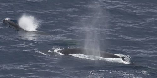 Fin whale: Whales are social animals and communicate with each other by using lyrical sounds which are extremely loud and far reaching. In fact, their wave length is so long that the sound can actually be heard many miles away, even thousands of miles away in the blue whale's case.