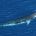 Walvissen en dolfijnen (walvisachtigen)