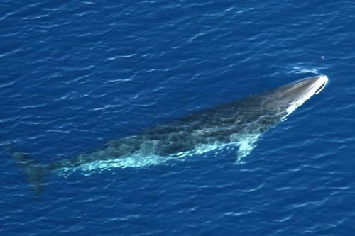 Minke whale: Cetaceans have a fully conscious respiration (while it is automatic in terrestrial mammals). For this reason, only one side of the brain sleeps at a time, meaning that whales are never completely asleep.