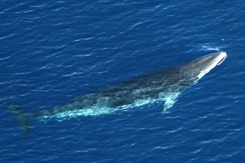 Petit rorqual: Chez les cétacés, la respiration est consciente (par opposition à la respiration automatique des mammifères terrestres). Les baleines et dauphins ne dorment donc jamais vraiment: lorsqu'une moitié de leur cerveau se repose, l'autre respire, et vice-versa.