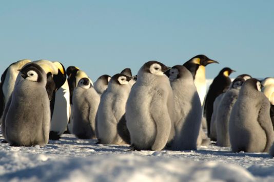 Groupe de poussins déjà autonomes