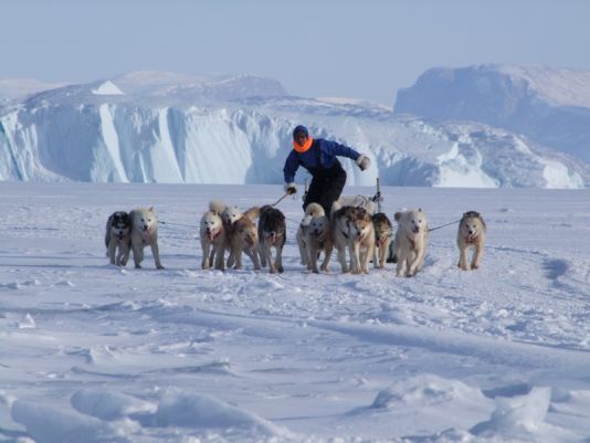 A dog driver training his team for the Greenland Dog Sledging Championships.