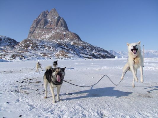 My dogs live on the ice during the sledging season.