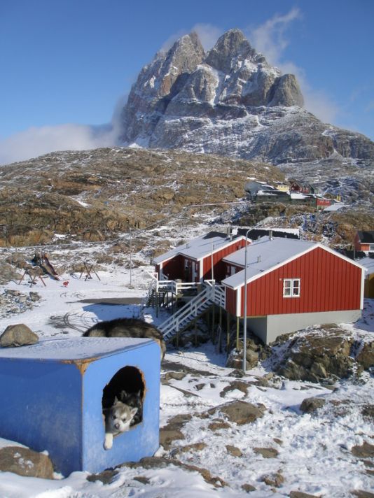 Chiots de traîneau avec en arrière plan la montagne d'Uummannaq vue de notre jardin.