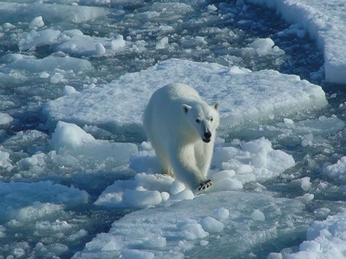 I am the polar bear. I live in the Arctic (North). Being big (up to 3.5 meters high and up to 800 kg) does not prevent me from running fast (up to 40 Km/h).