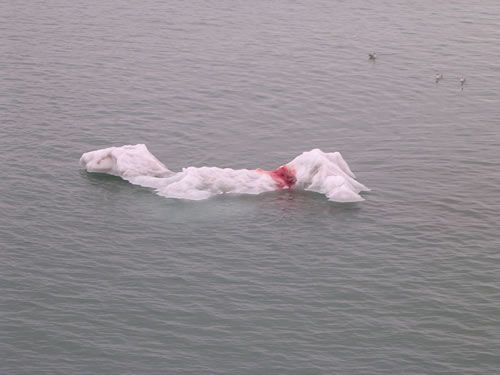 Mon repas préféré est le phoque. Je le chasse l’été sur les icebergs ; l’hiver, je l’attrape d’un coup de griffes et le tue quand il vient respirer dans un trou creusé dans la banquise. Hélas, je fais des taches en mangeant …
