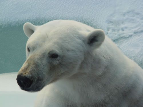 When the sun is up on the sea ice, it can hurt my sensitive eyes. To prevent this, they are covered by a thin protective membrane.