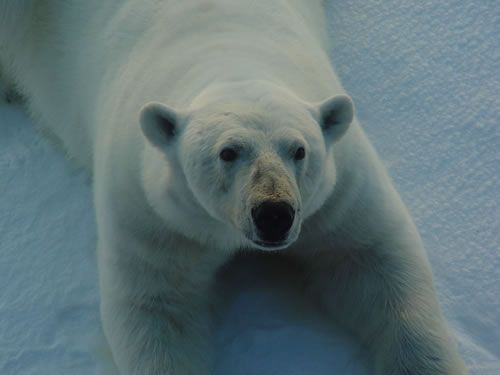 My ears are tiny, round and covered with fur so as to lose little warmth but I still keep aware of my sound environment.