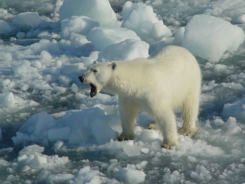 To hunt and eat my preys, I have long pointy teeth and powerful claws.