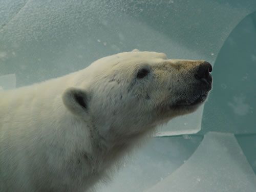 My nose is the only part of my body not covered with fur. My smell is very sensitive. I can smell a seal from 2 Km away.