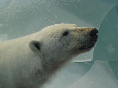 Mijn neus is het enige deel van m'n lichaam dat niet met dikke vacht bedekt is. Mijn reukvermogen is erg sterk ontwikkeld. Ik kan een zeehond ruiken van wel 2 km verderop. 