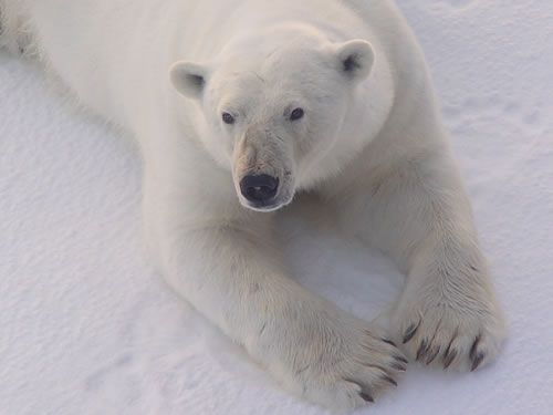 My fur-covered feet and my claws prevent me from skidding when I walk on ice and snow.