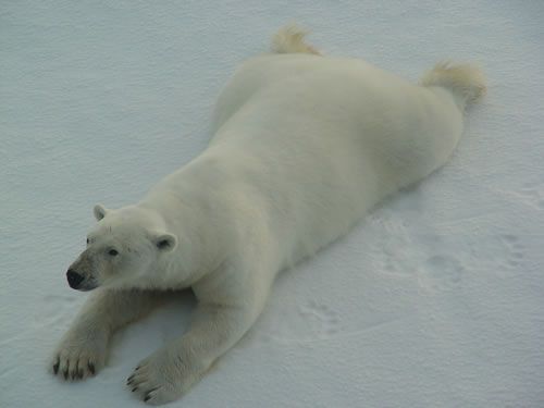 My fur is white. However my skin is black, but scientists still don't understand why. I can also rely on a thick layer of fat to protect me from the cold.