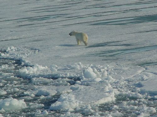 Sea ice forms when the sea's surface freezes. Climate Change induced by human activities makes it melt slowly and my territories are shrinking every year.