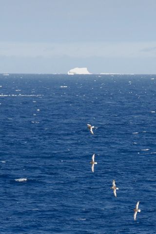 Antarctic Petrels