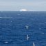 Antarctic Petrels