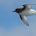 Sailing through Antarctic ice