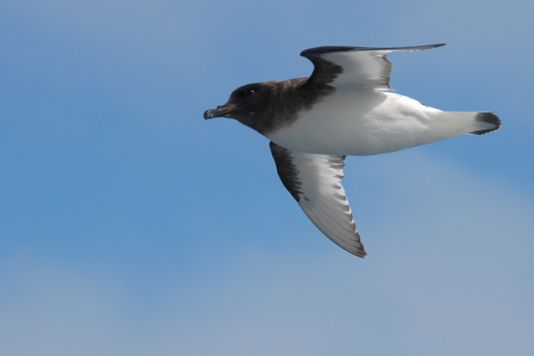 Antarctic Petrel